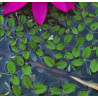 Salvinia natans – Plante flottante pour aquarium
