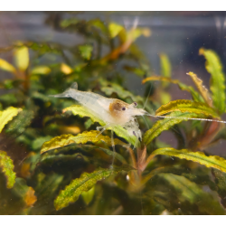 Crevette White Pearl – Neocaridina heteropoda blanche