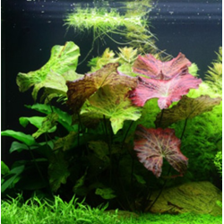 Nymphaea lotus – Nymphée décorative pour aquarium