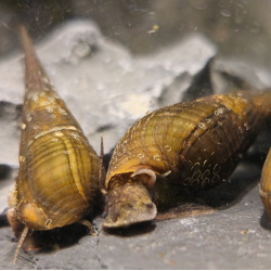 Stenomelania torulosa - CoypuSnail