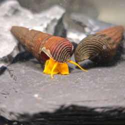 Tylomelania sp. "Orange"