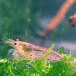 CaCrevette Amano Red – Caridina multidentata rouge anti-algues