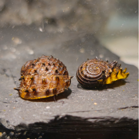 Neritina juttingae - King Koopa