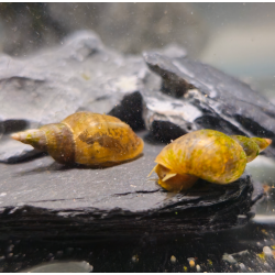 Lymnaea stagnalis - Grande Limnée M