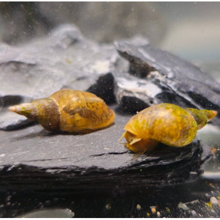 Lymnaea stagnalis - Grande Limnée M