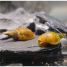Lymnaea stagnalis - Grande Limnée M