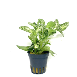 Fittonia Green