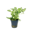 Fittonia Green