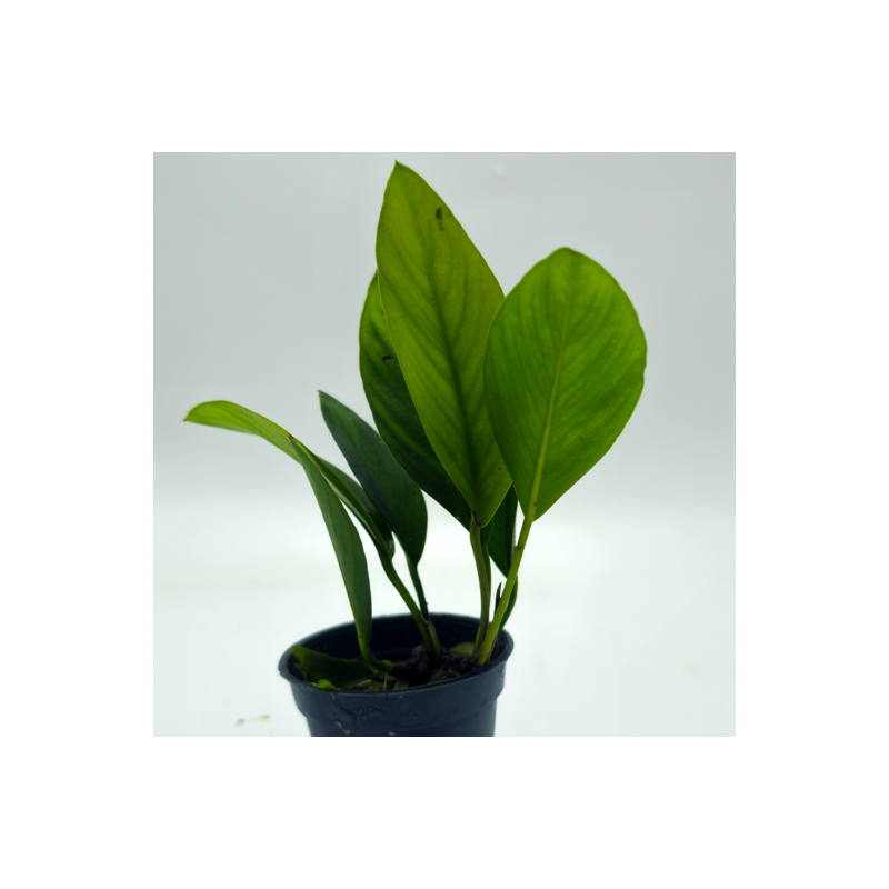 Anubias congensis round