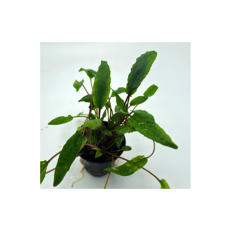 Cryptocoryne Green Crisped leaf