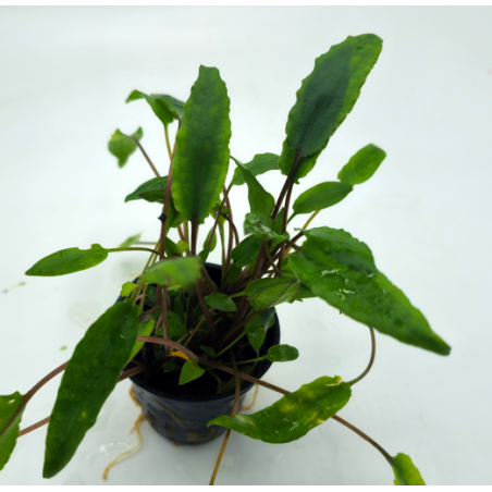 Cryptocoryne Green Crisped leaf