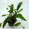 Cryptocoryne Green Crisped leaf