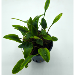 Cryptocoryne Moehlmannii