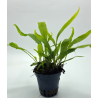 Microsorum minor