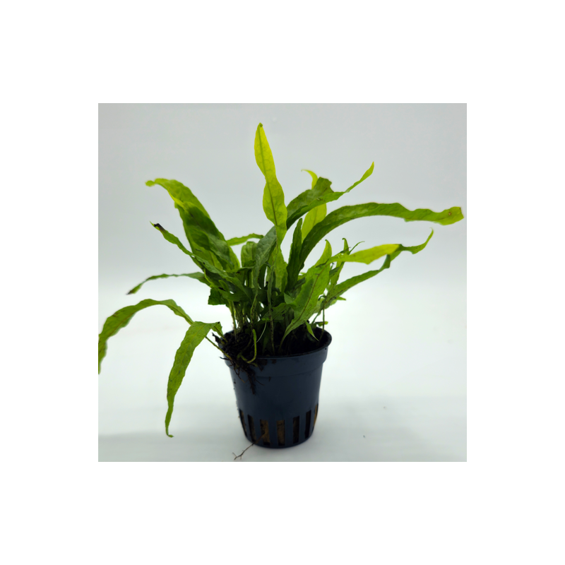 Microsorum mini