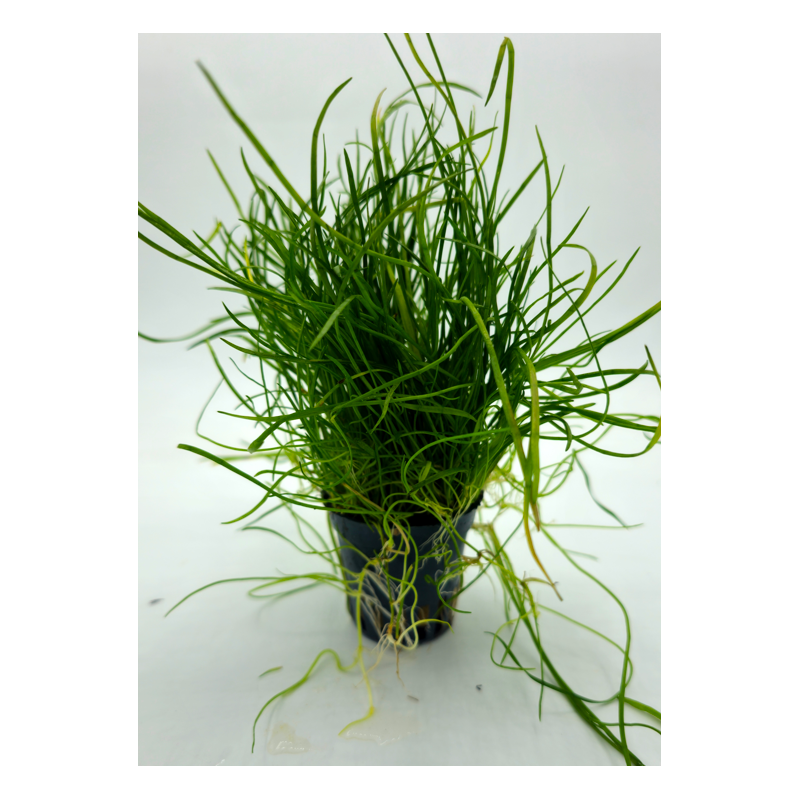 Lilaeopsis mauritiana