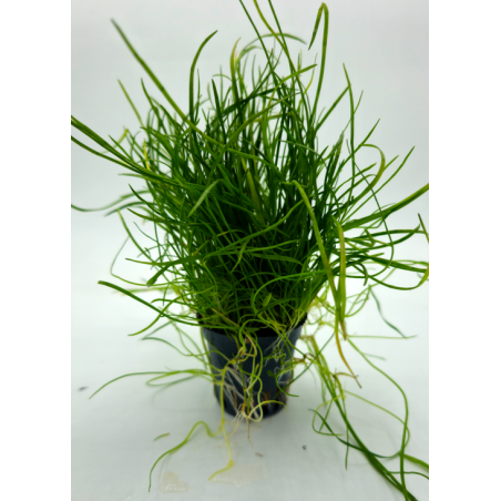Lilaeopsis mauritiana