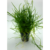 Lilaeopsis mauritiana