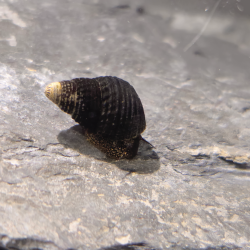 Tylomelania sp. Mini