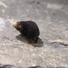 Tylomelania sp. Mini