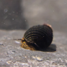 Tylomelania sp. Mini