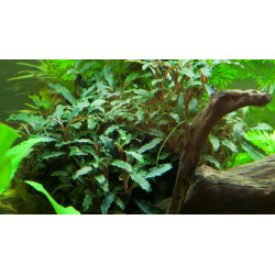 Bucephalandra "mini red"