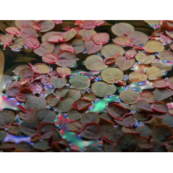 Phyllanthus fluitans – Plante flottante rouge pour aquarium