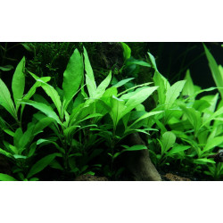 Hygrophila corymbosa 'Siamensis 53B' – Plante d’aquarium facile !