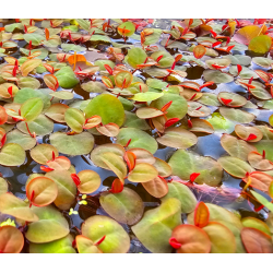 Phyllanthus fluitans – Plante flottante rouge pour aquarium