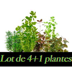 Lot Plantes à tiges ÉCONOMIQUE 4 + 1 Offerte – Lot Plantes d’aquarium