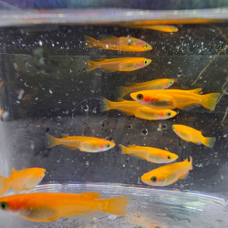 Oryzias latipes "Yokihi" ( Medaka yokihi )