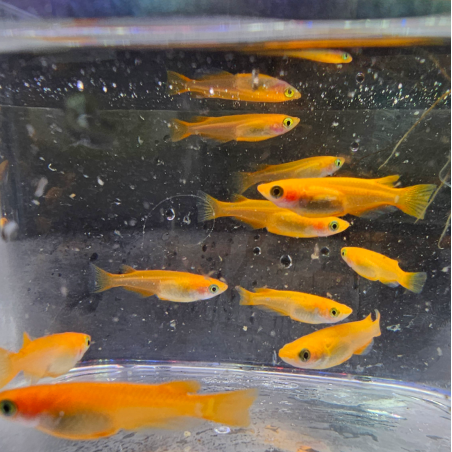 Oryzias latipes "Yokihi" ( Medaka yokihi )