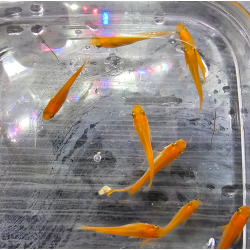 Oryzias latipes "Yokihi" ( Medaka yokihi )