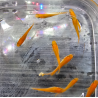 Oryzias latipes "Yokihi" ( Medaka yokihi )