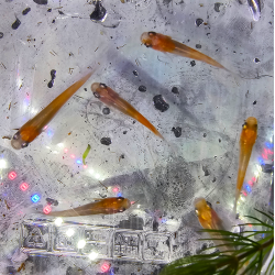 Oryzias latipes "Kohaku" ( Medaka kohaku)