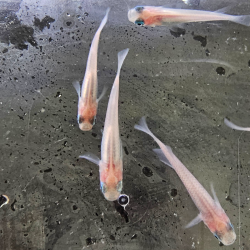 Oryzias latipes " Galaxy" ( Medaka Galaxy)