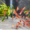Neocaridina Red – Crevettes rouges mixtes pour aquarium d’eau douce