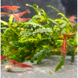 Neocaridina Red – Crevettes rouges mixtes pour aquarium d’eau douce