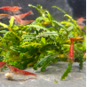 Neocaridina Red – Crevettes rouges mixtes pour aquarium d’eau douce