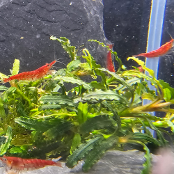 Neocaridina Red – Crevettes rouges mixtes pour aquarium d’eau douce