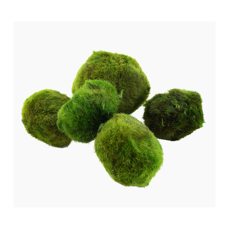 Chladoflora aegagropila XL – Boule de mousse naturelle pour aquarium