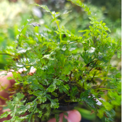 Bolbitis heudeloti difformis