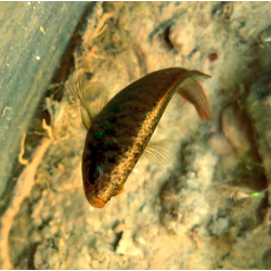 Macropodus ocellatus guanghzou - Macropode d'eau froide