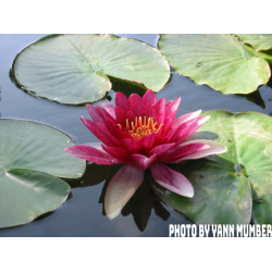 Nénuphar rouge ( Nymphea attraction )