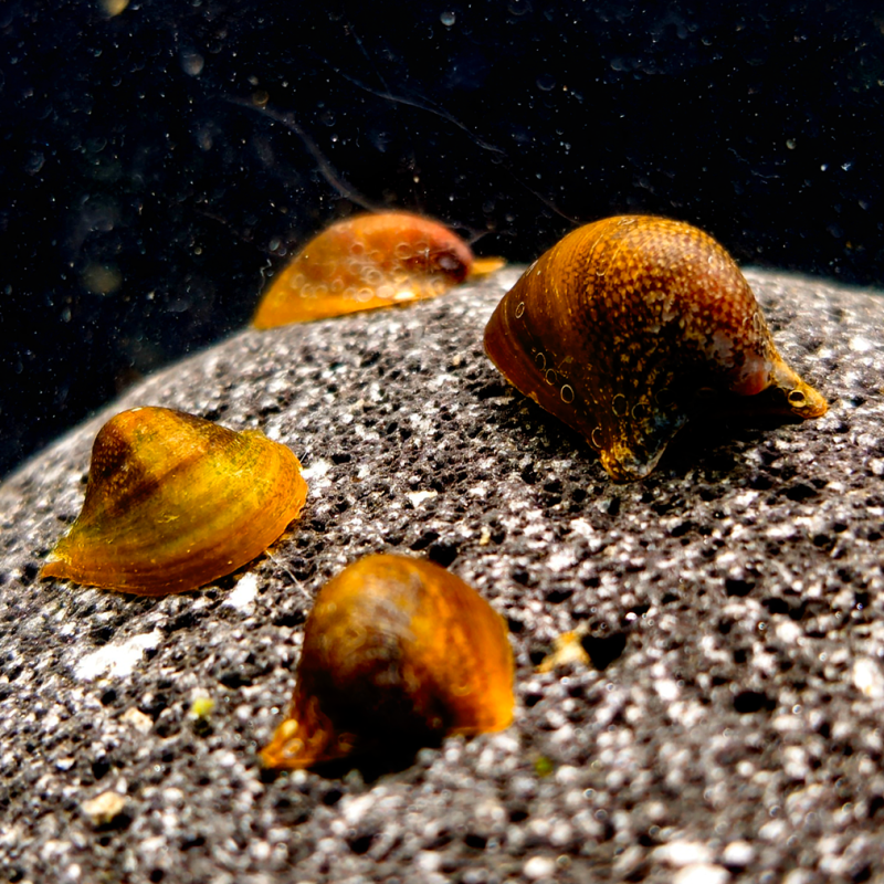 Neritina auriculata – Escargot Batman