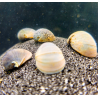 Neritina beluga