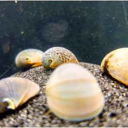 Neritina beluga