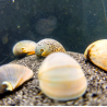 Neritina beluga