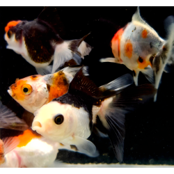 Oranda Mixte Premium 4/5cm