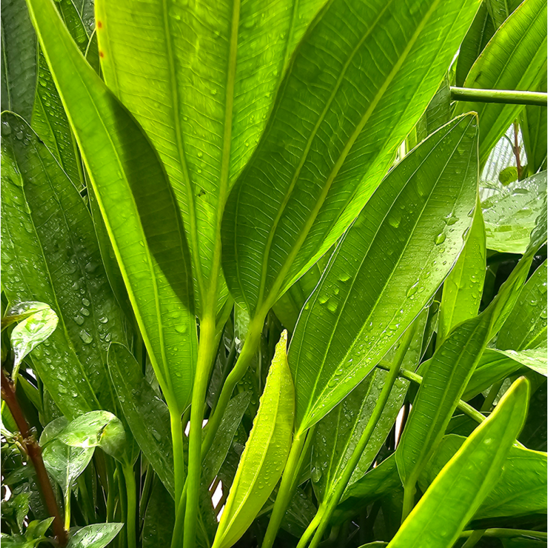 Echinodorus osiris